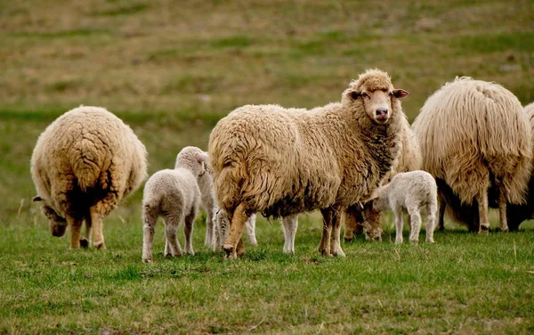 Russland Südwestsibirien Bergaltai Saftige Weiden Den Hängen Des Teletskoje Sees — Stockfoto