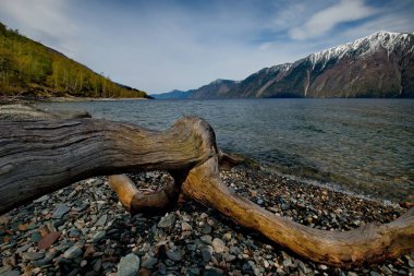 Rusya. Batı Sibirya güneyinde. Dağ altay. Göl Teletskoye kıyısında ilkbahar geç.