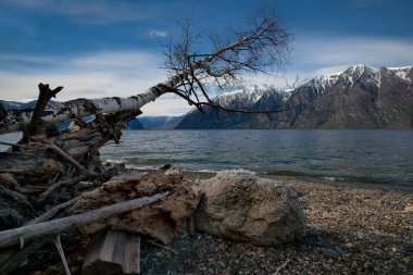 Rusya. Batı Sibirya güneyinde. Dağ altay. Göl Teletskoye kıyısında ilkbahar geç.