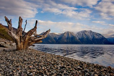 Rusya. Batı Sibirya güneyinde. Dağ altay. Göl Teletskoye kıyısında ilkbahar geç.