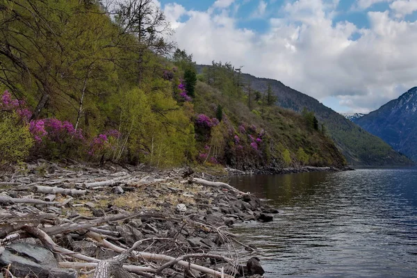 Rússia Sul Sibéria Ocidental Mountain Altai Mola Atrasada Costa Lago — Fotografia de Stock