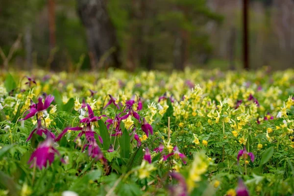 Rússia Sul Sibéria Ocidental Prados Flores Final Primavera — Fotografia de Stock
