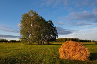 Rusya. Batı Sibirya. Gün batımında saman alanları