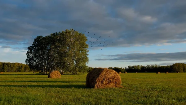 Rusia Siberia Occidental Campos Heno Atardecer —  Fotos de Stock