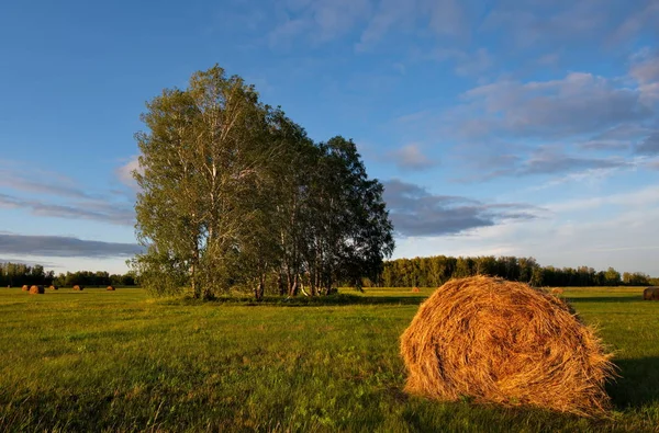 Russia. Western Siberia. Hay fields at sunset