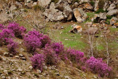 - Rusya. Batı Sibirya 'nın güneyi, Altai dağlarının bahar çiçekleri. Rododendron. Çiçek açma dönemi, pek çok turistin ilgisini çeken Altai dağlarında baharın ana olayıdır..