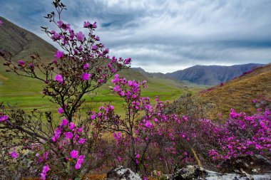 - Rusya. Batı Sibirya 'nın güneyi, Altai dağlarının bahar çiçekleri. Rododendron. Çiçek açma dönemi, pek çok turistin ilgisini çeken Altai dağlarında baharın ana olayıdır..