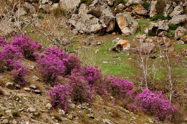 - Rusya. Batı Sibirya 'nın güneyi, Altai dağlarının bahar çiçekleri. Rododendron. Çiçek açma dönemi, pek çok turistin ilgisini çeken Altai dağlarında baharın ana olayıdır..