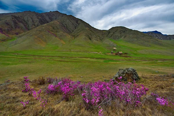 Rosja Południowa Syberia Zachodnia Wiosenne Kwiaty Gór Altai Rododendron Jego — Zdjęcie stockowe