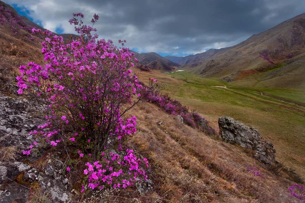 Rusya Batı Sibirya Nın Güneyi Altai Dağlarının Bahar Çiçekleri Rododendron — Stok fotoğraf