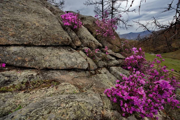 - Rusya. Batı Sibirya 'nın güneyi, Altai dağlarının bahar çiçekleri. Rododendron. Çiçek açma dönemi, pek çok turistin ilgisini çeken Altai dağlarında baharın ana olayıdır..