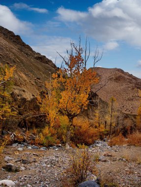 Rusya. Batı Sibirya güneyinde. Altay Dağları doğal Park 