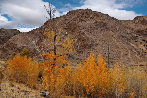 Russia Sud Della Siberia Occidentale Autunno Nelle Montagne Altai Vicino — Foto Stock