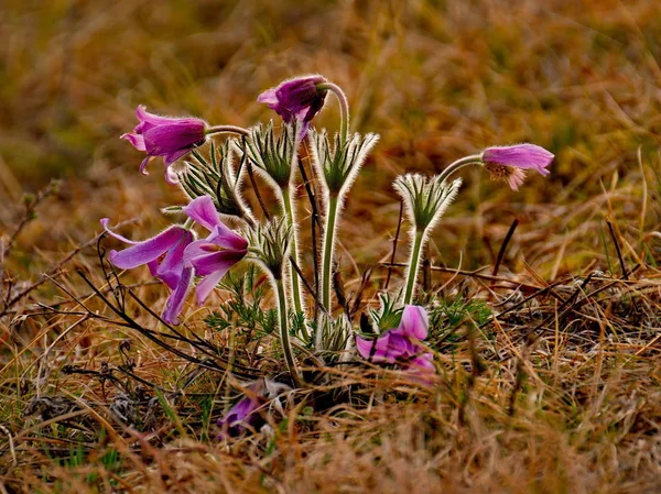 Russia. The South Of Western Siberia, spring flowers of the Altai mountains. Prostrel (Sleep-grass).