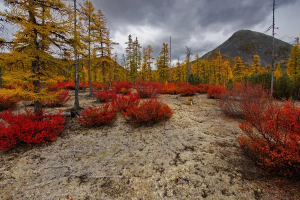 Rusland Magadan Verbazingwekkende Schoonheid Van Herfst Van Het Verre Oosten — Stockfoto