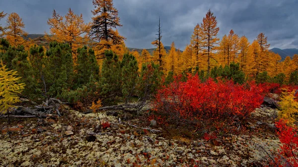 Russia Magadan Straordinaria Bellezza Dell Autunno Dell Estremo Oriente — Foto Stock