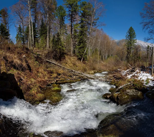Russia. The South Of Western Siberia, Spring in the Altai Mountains, the Biya river.