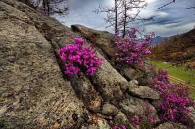 Rusya. Dağ altay. Chuyskiy yolu Maralnik (Rhododendron çiçeklenme döneminde).