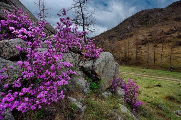 Rusya. Dağ altay. Chuyskiy yolu Maralnik (Rhododendron çiçeklenme döneminde).