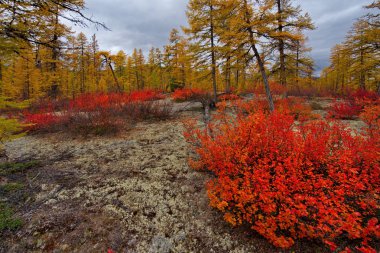 Rusya. Magadan bölgesi. Sonbahar Tayga permafrost üzerinde.