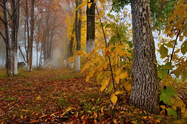 Rosja Południe Zachodniej Syberii Mglisty Poranek City Park — Zdjęcie stockowe