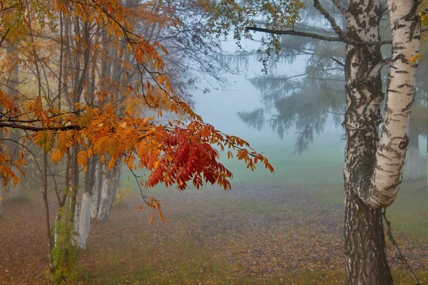 Russia South Western Siberia Early Foggy Morning City Park — Stock Photo, Image