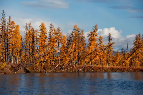 Russia. far East. Golden autumn on the shores of the tributaries of the Kolyma river