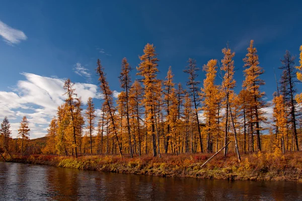 Russia. far East. Golden autumn on the shores of the tributaries of the Kolyma river
