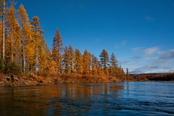 Russia. far East. Golden autumn on the shores of the tributaries of the Kolyma river