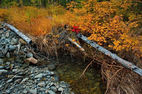 Rússia Região Magadan Taiga Outono Permafrost — Fotografia de Stock