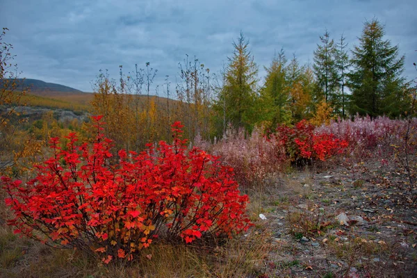 Ryssland Magadan Regionen Hösten Taiga Permafrost — Stockfoto