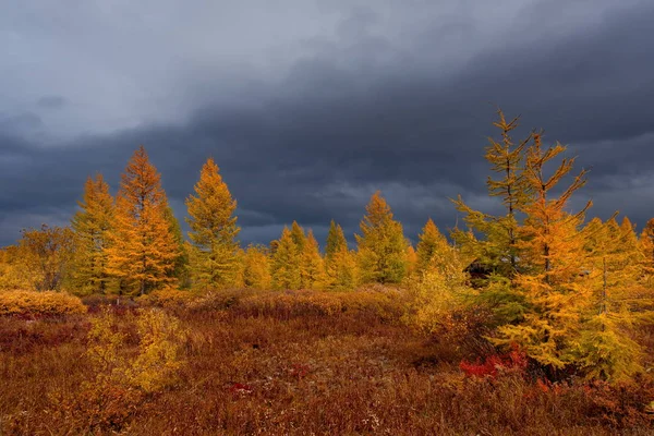 Russia Magadan Region Autumn Taiga Permafrost — Stock Photo, Image