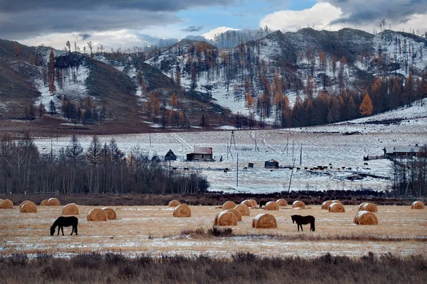 Rosja Południe Zachodniej Syberii Darmowe Pastwiska Doliny Górach Ałtaj — Zdjęcie stockowe