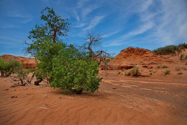 Mongólia Herman Tsav Oásis Meio Deserto Gobi Sem Vida — Fotografia de Stock