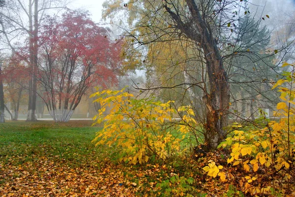 Rosja Południe Zachodniej Syberii Mglisty Poranek City Park — Zdjęcie stockowe