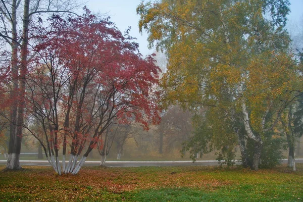 Rosja Południe Zachodniej Syberii Mglisty Poranek City Park — Zdjęcie stockowe