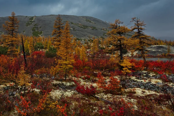 Rusland Magadan Regio Herfst Taiga Permafrost — Stockfoto