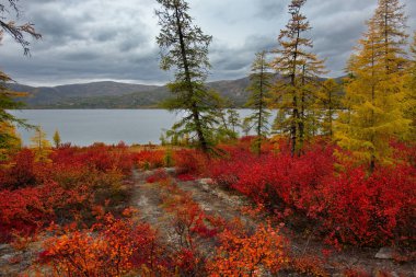 Rusya. Magadan. Uzakdoğu'nun sonbahar inanılmaz güzelliği. Göl Maxi