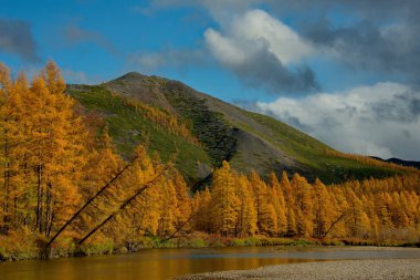 Rusya. Uzak Doğu. Sonbahar, Magadan soğuk su ırmakları kullanılır.