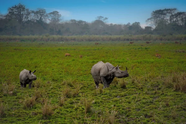 Inhabitants of Kaziranga National Park. Rhino. Kaziranga national Park is located in East India. The Park was founded in 1905 to protect and preserve the population of the Indian one-horned Rhino, which is on the verge of extinction due to poaching.