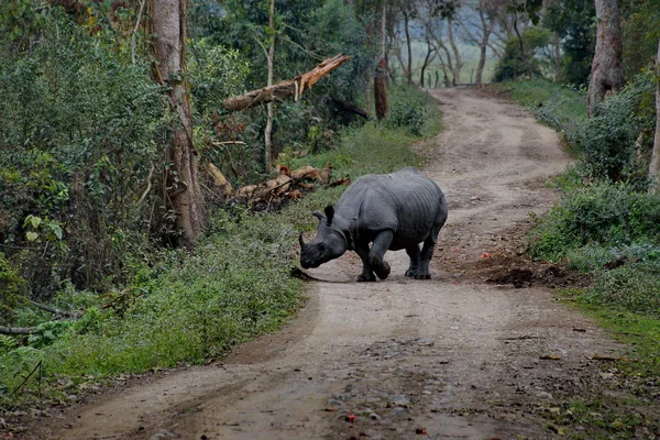 Inhabitants of Kaziranga National Park. Rhino. Kaziranga national Park is located in East India. The Park was founded in 1905 to protect and preserve the population of the Indian one-horned Rhino, which is on the verge of extinction due to poaching.