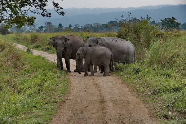 Kaziranga 공원의 주민입니다 Elephant Kaziranga 동쪽에 있습니다 코뿔소 때문에 멸종의 — 스톡 사진