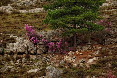 Rusya. Dağ altay. Chuyskiy yolu Maralnik (Rhododendron çiçeklenme döneminde).