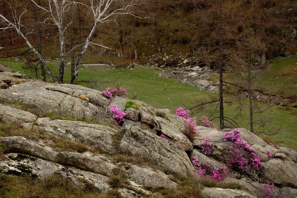 Rússia Mountain Altai Trato Chuyskiy Período Floração Maralnik Rhododendron — Fotografia de Stock