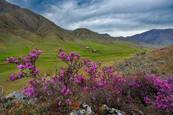 Rusia Mountain Altai Chuyskiy Tracto Período Floración Maralnik Rhododendron — Foto de Stock