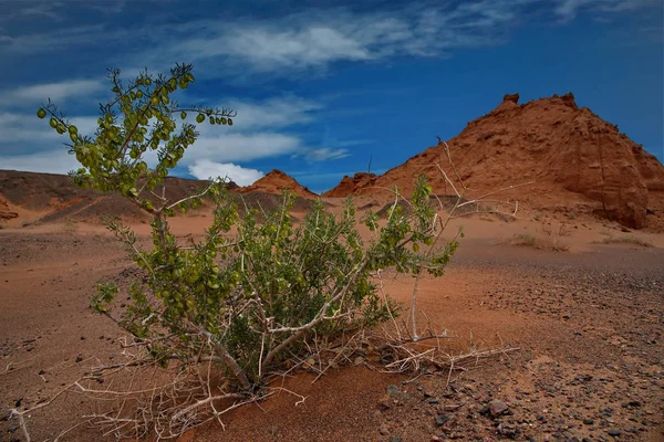 Mongólia Herman Tsav Oásis Meio Deserto Gobi Sem Vida — Fotografia de Stock