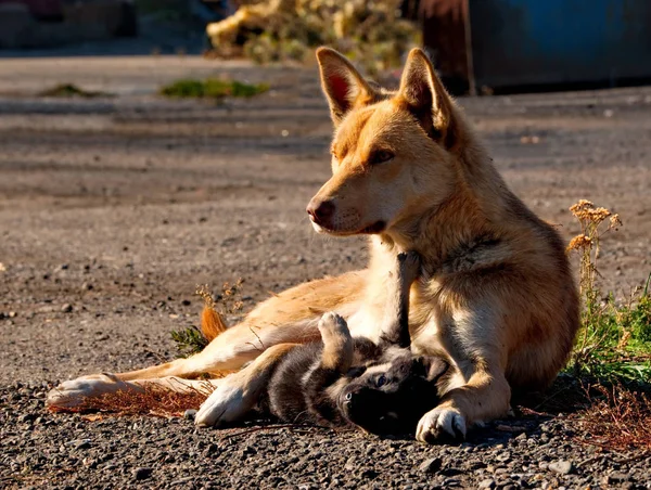 Infancia Descuidada Cachorritos — Foto de Stock