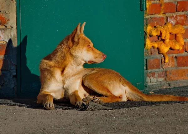 Perros Raza Desconocida — Foto de Stock