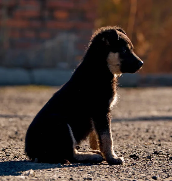 Infancia Descuidada Cachorritos — Foto de Stock