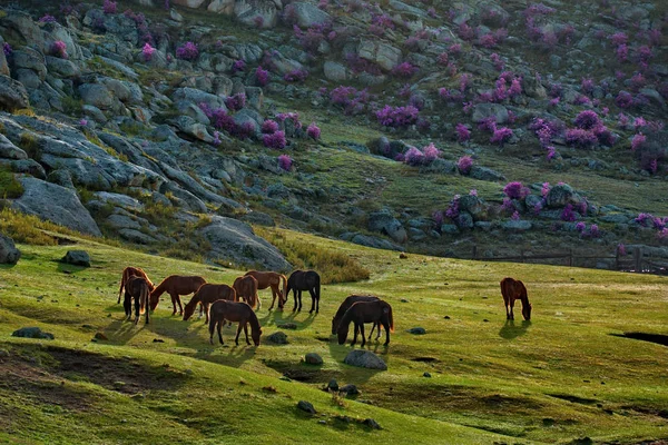 Rusia Sur Siberia Occidental Pastos Libres Los Valles Las Montañas — Foto de Stock